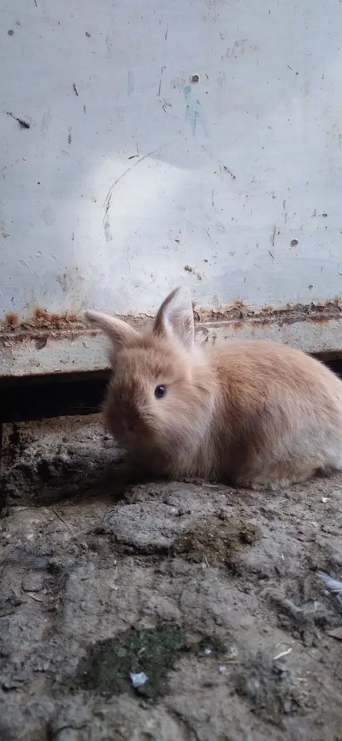 خرگوش نر وماده|موش و خرگوش|شاهین دژ, |دیوار