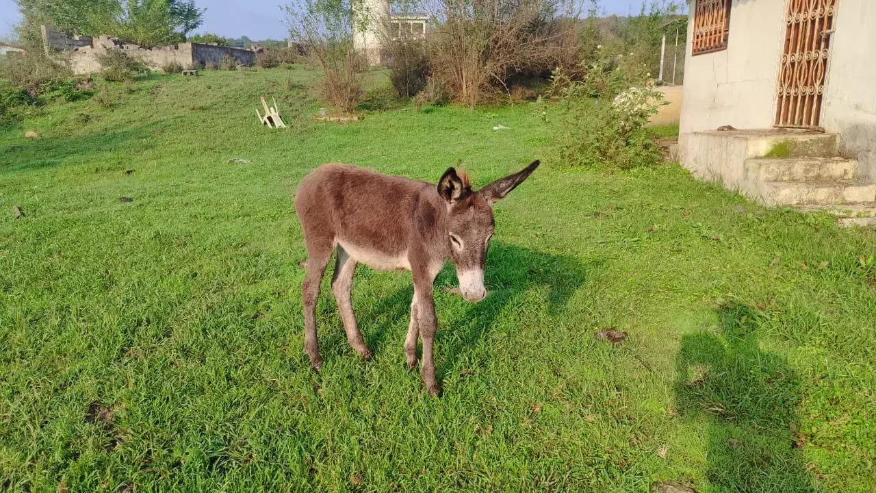 الاغ نر وماده ویه بچه دختر ۷ماهه|حیوانات مزرعه|سنگر, |دیوار