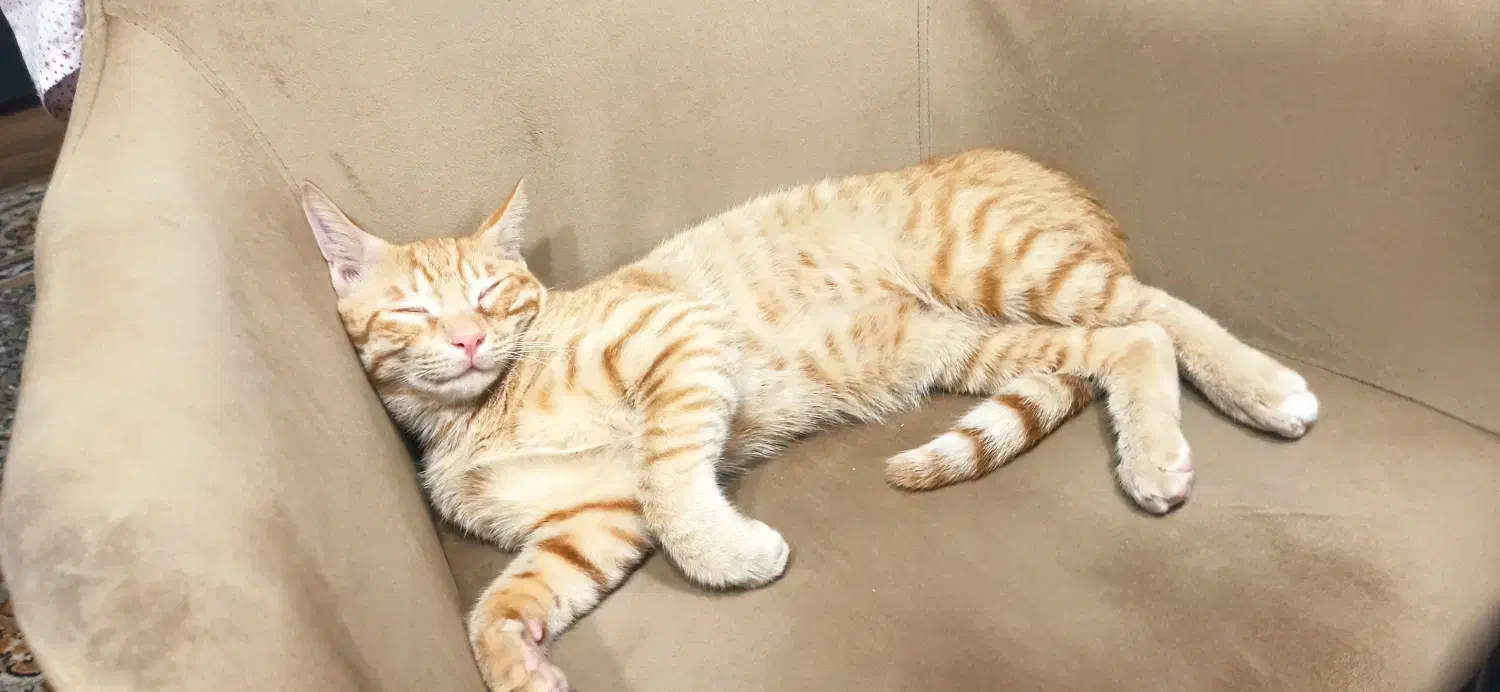 واگذاری گربه حمایتی|گربه|ساری, |دیوار