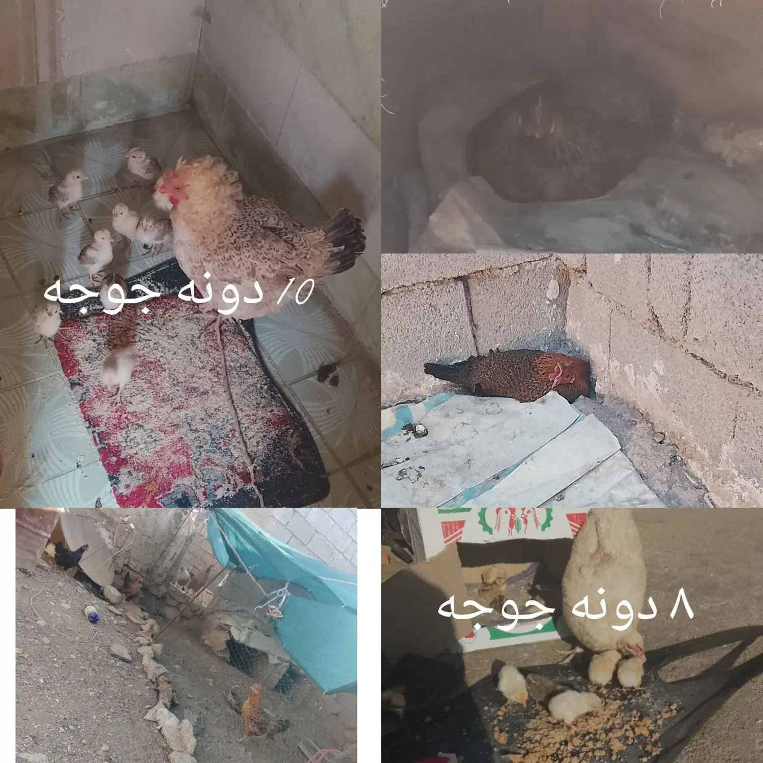 ۶ تا مرغ محلی سالم تخم گذار با خروس لنده هستم|حیوانات مزرعه|لنده, |دیوار