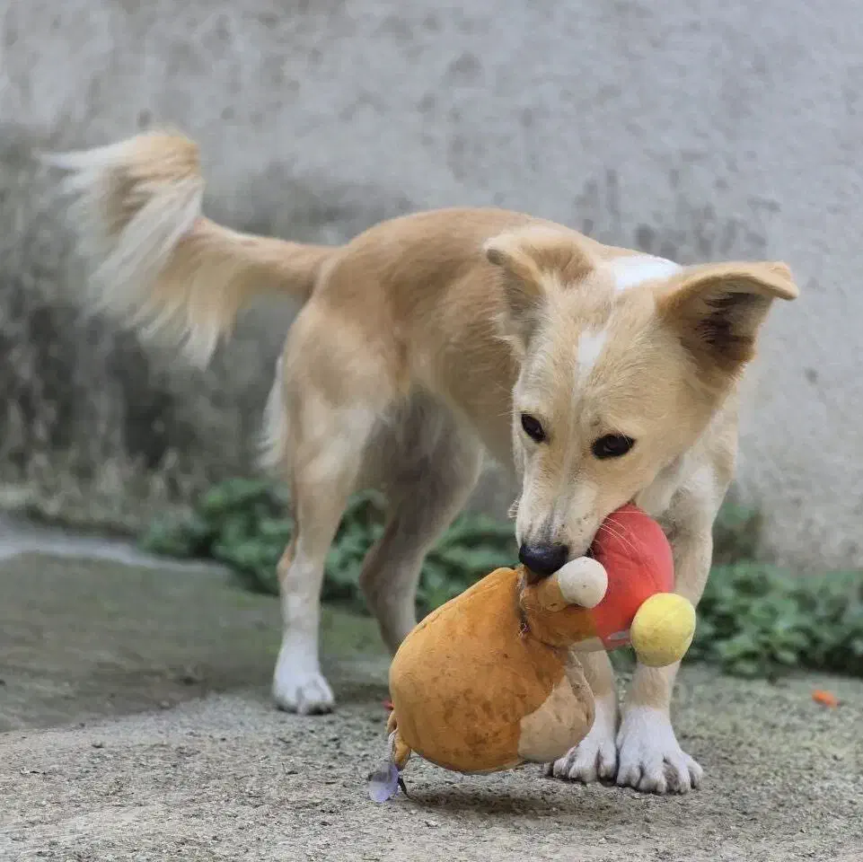 واگذاری رایگان سگ ۱ ساله|سگ|بابل, |دیوار