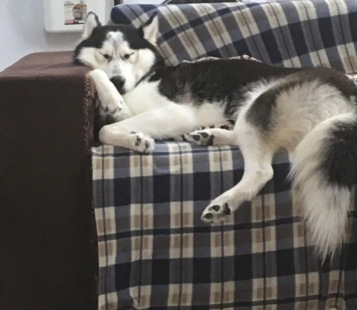 حیوانات|سگ|رشت, جانبازان|دیوار