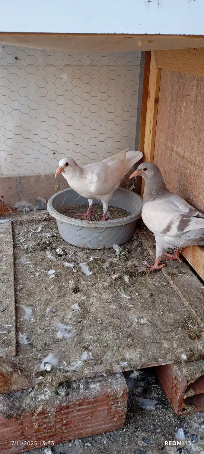 جوجه سارهفت رنگ|پرنده|گنبد کاووس, |دیوار