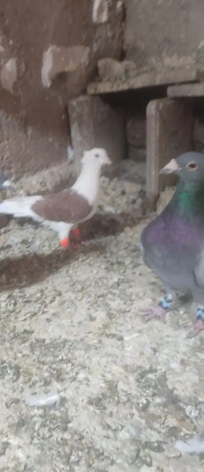 کفتر|پرنده|تربت‌حیدریه, پائین ولایت|دیوار