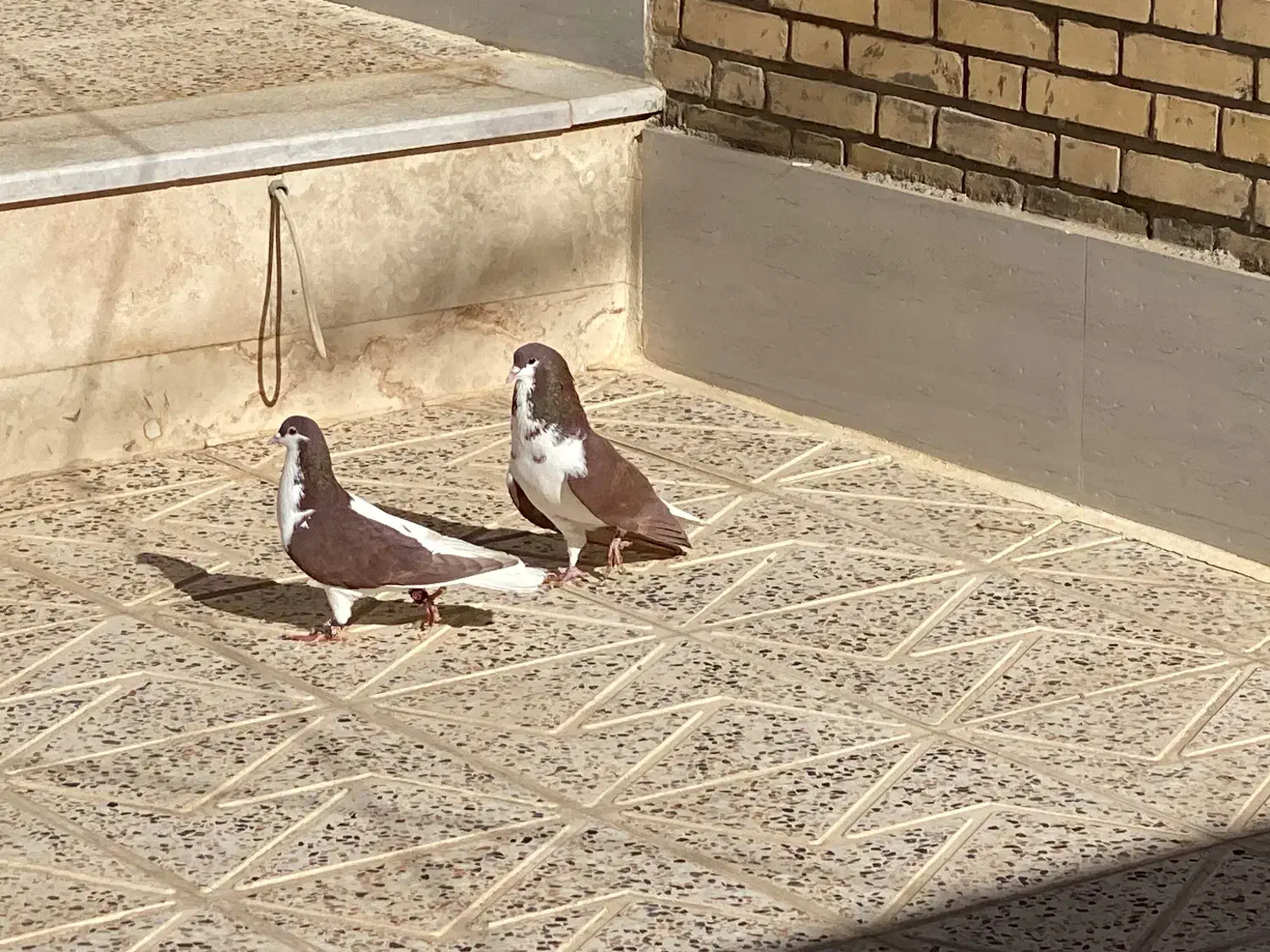 کبوتر|پرنده|آباده, |دیوار