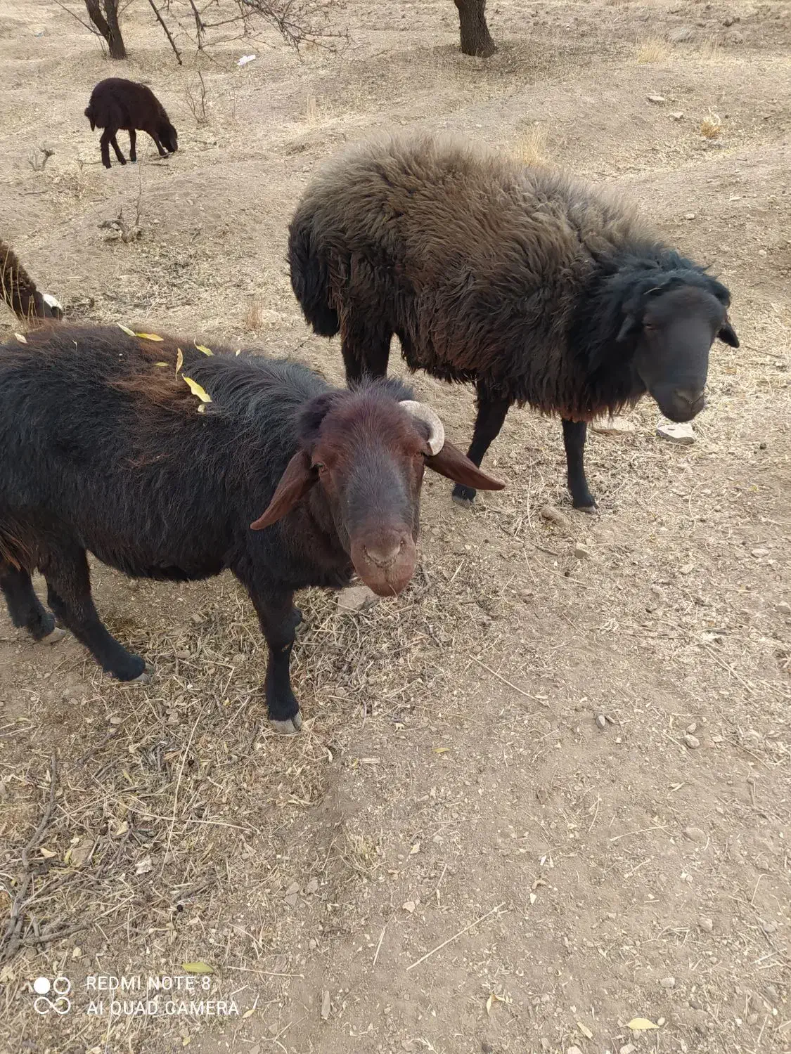 قوچ|حیوانات مزرعه|داران, |دیوار