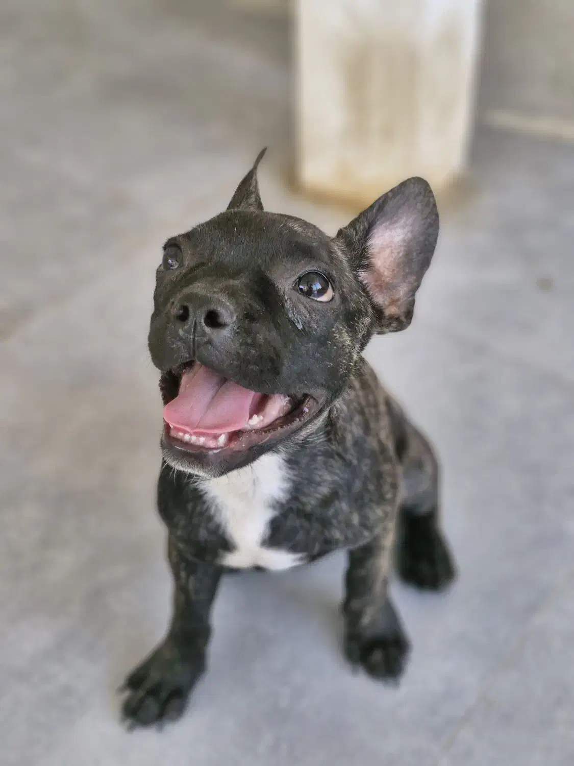 جفت فرنچ بولداگ اصیل ـآماده جفتگیری (18ماهه)|سگ|تهران, شهران شمالی|دیوار