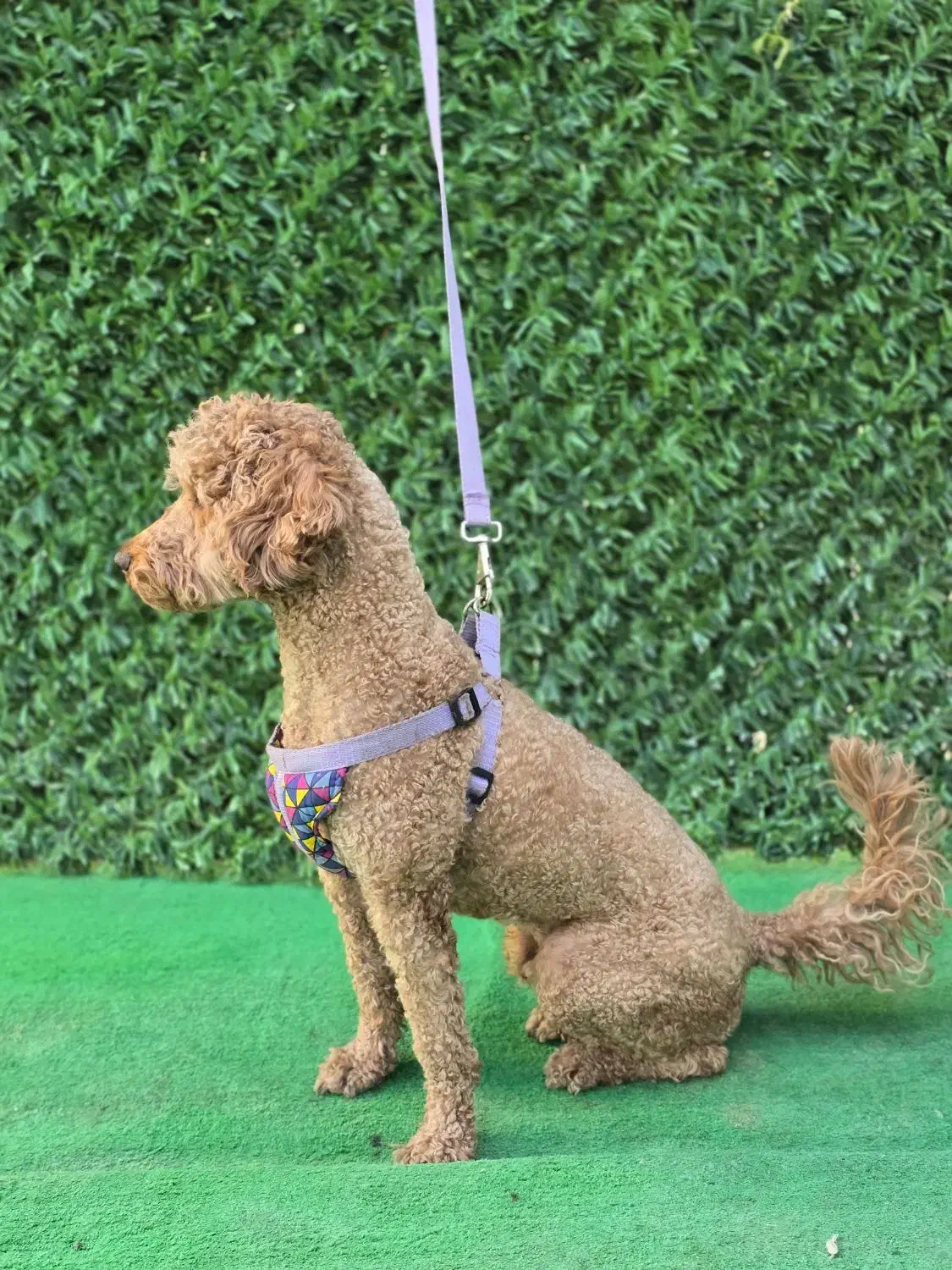 یک قلاده سگ پودل نر رنگ رد|سگ|شیراز, شهرک مدرس|دیوار