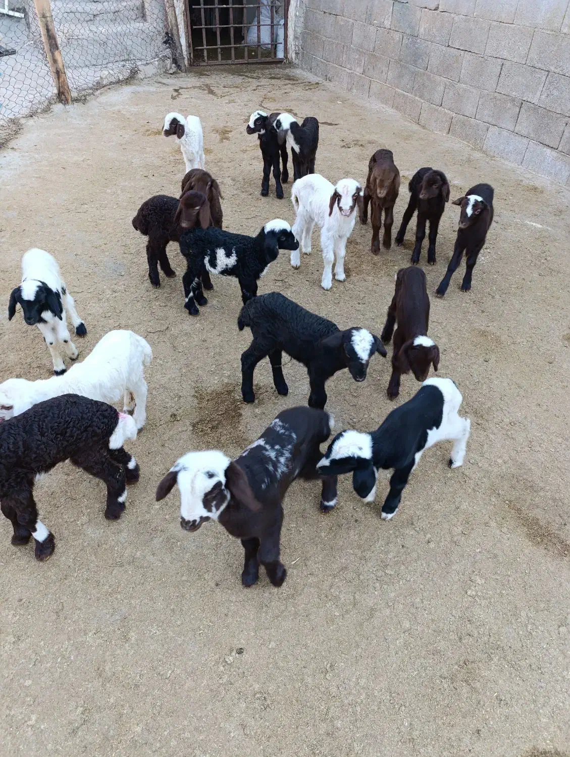 بره شیری قیمت توافقی|حیوانات مزرعه|کرمانشاه, |دیوار