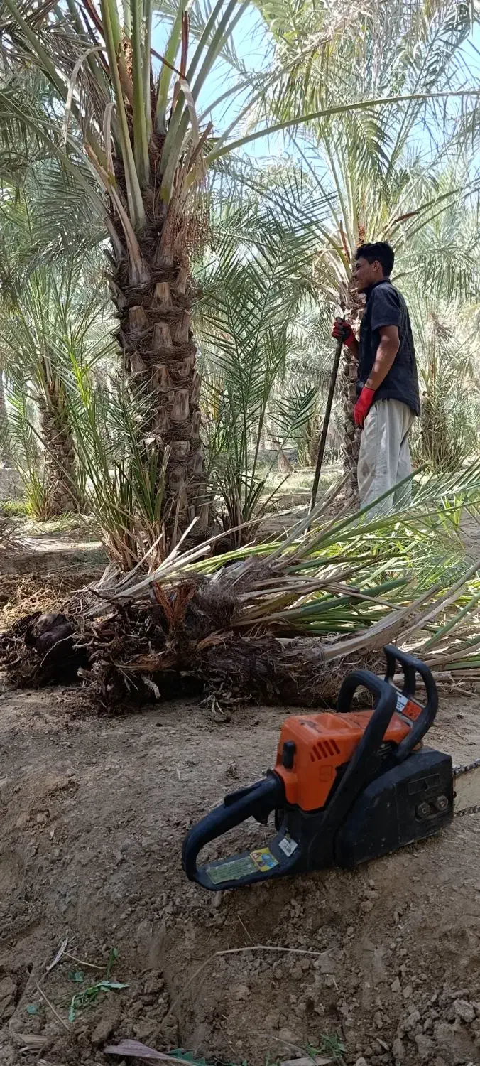 مرجع رسمی فروش نخل در کل جنوب کشور|خدمات باغبانی و درختکاری|آبپخش, |دیوار