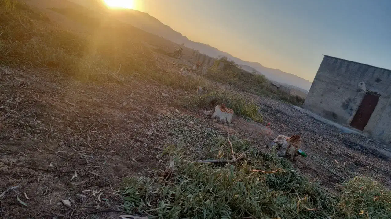 خریدار انواع چوب|خدمات باغبانی و درختکاری|فسا, |دیوار