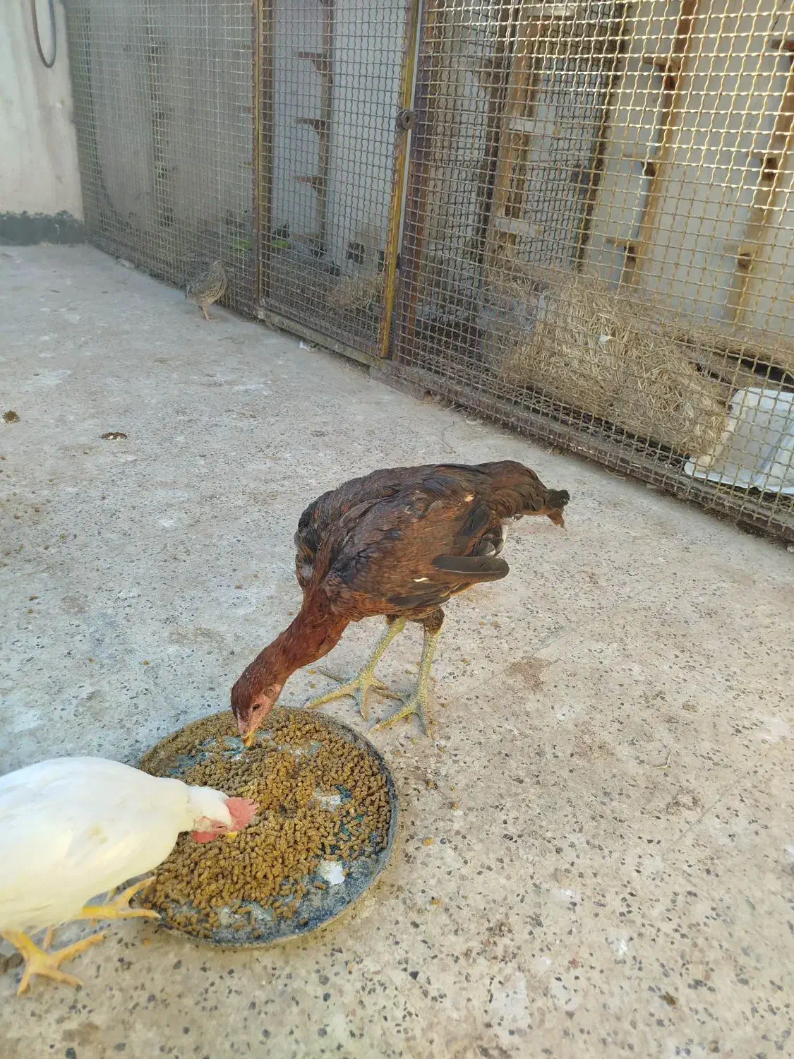 مرغ و خروس لاری اصل و برهما|حیوانات مزرعه|مشهد, شهید آوینی|دیوار