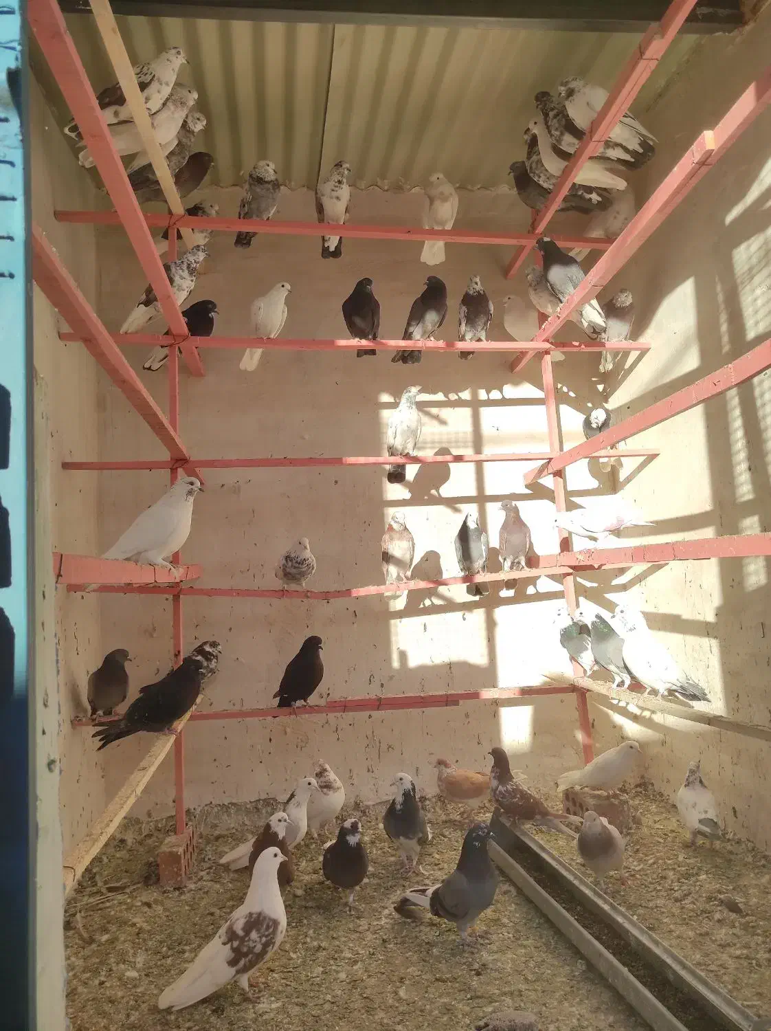 ۶۰جفت کبوتر مولد تضمینی به شرط پرش تضمینی جوجه ها|پرنده|محمدبار, |دیوار