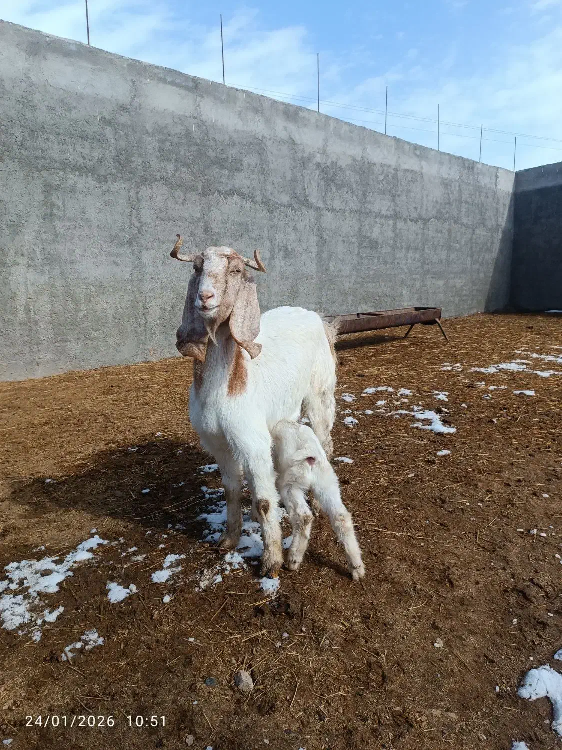 بز زاییده|حیوانات مزرعه|سبزوار, صالح آباد|دیوار