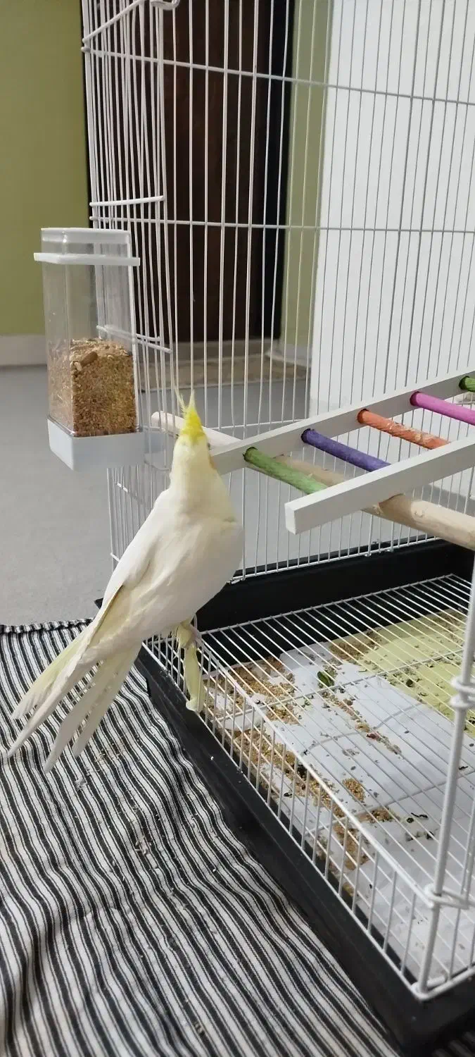 عروس هلندی|پرنده|شاهرود, |دیوار