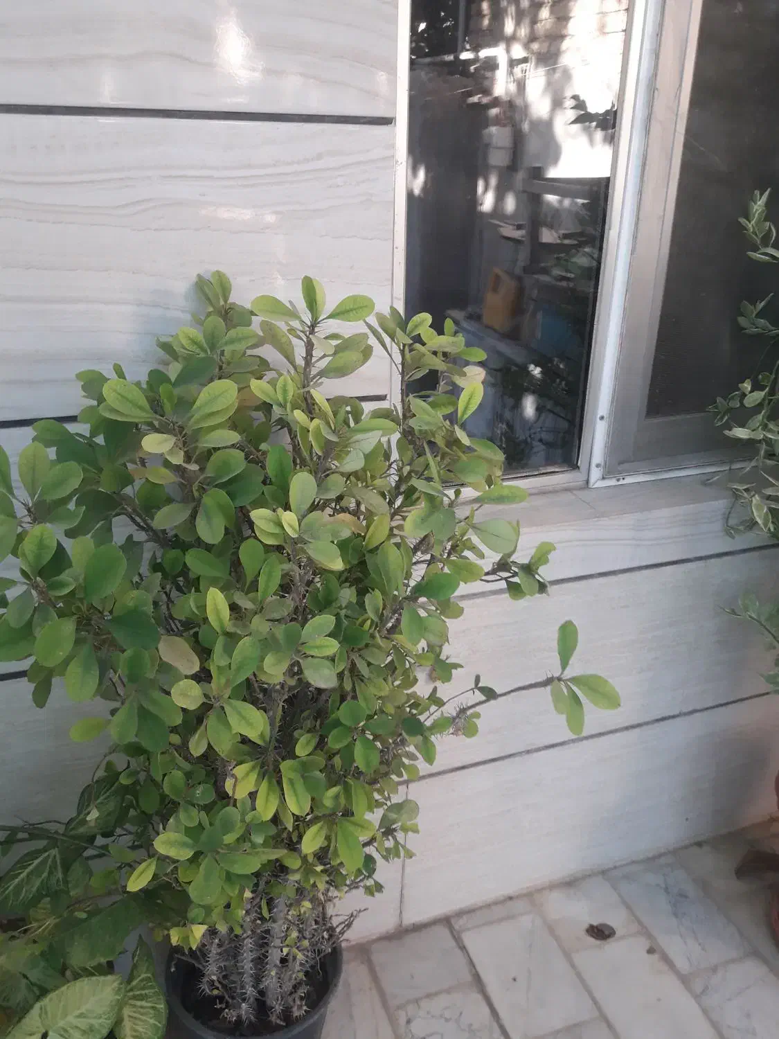 فروش گل های طبیعی فارسان همه باهم هشتصدتومان|گل و گیاه طبیعی|شهرکرد, |دیوار