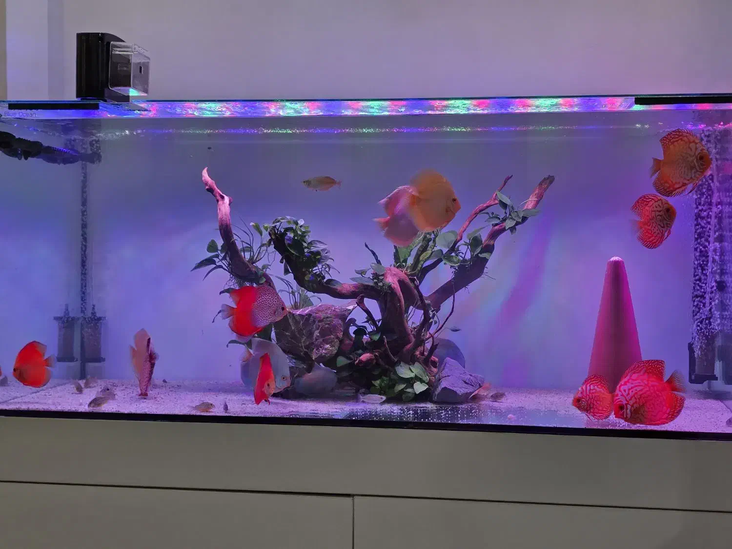 دیسکس|ماهی|رشت, شهرک شهید مفتح|دیوار