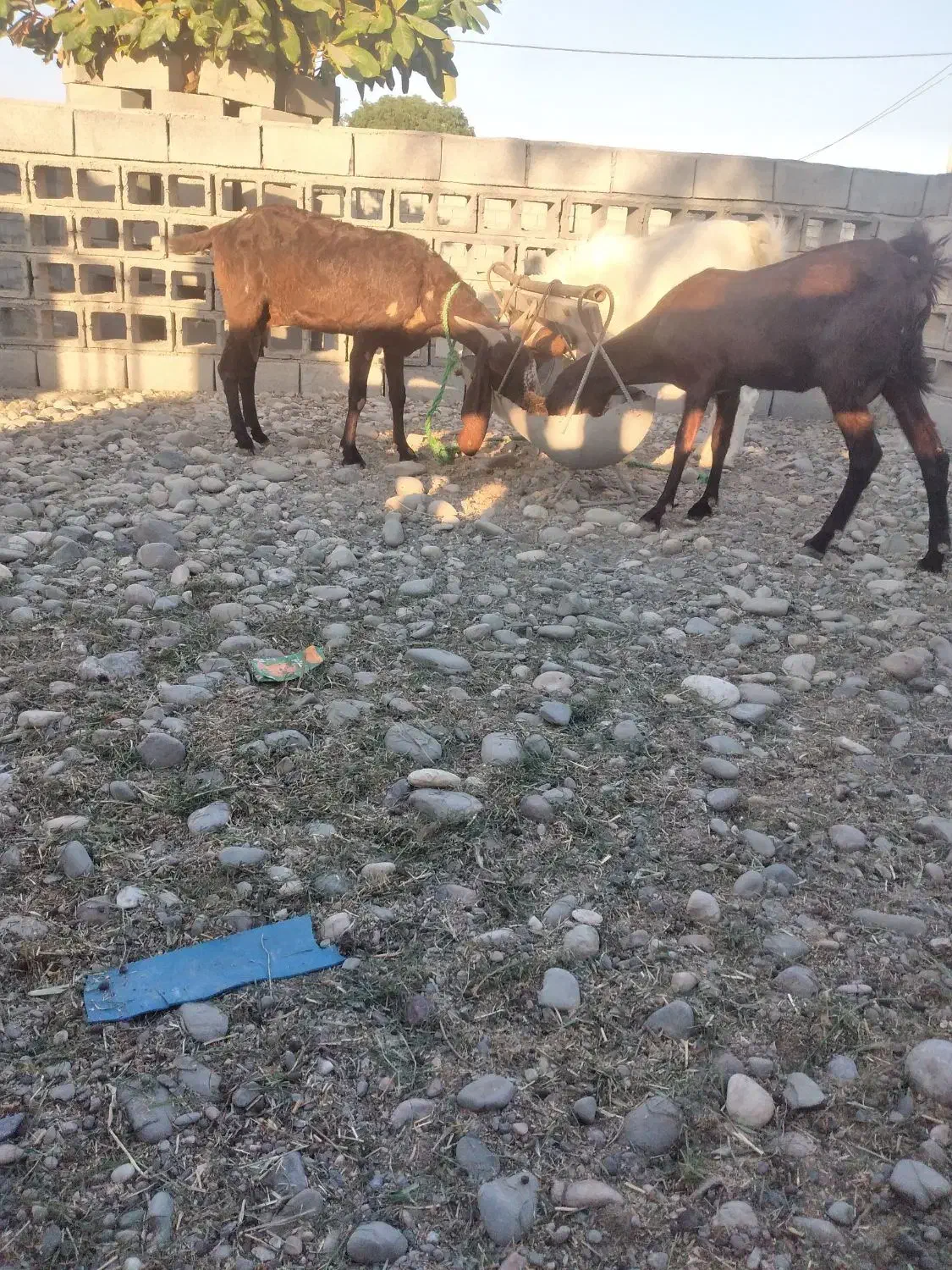 دو عدد بز پاکستانی|حیوانات مزرعه|شمیل, |دیوار