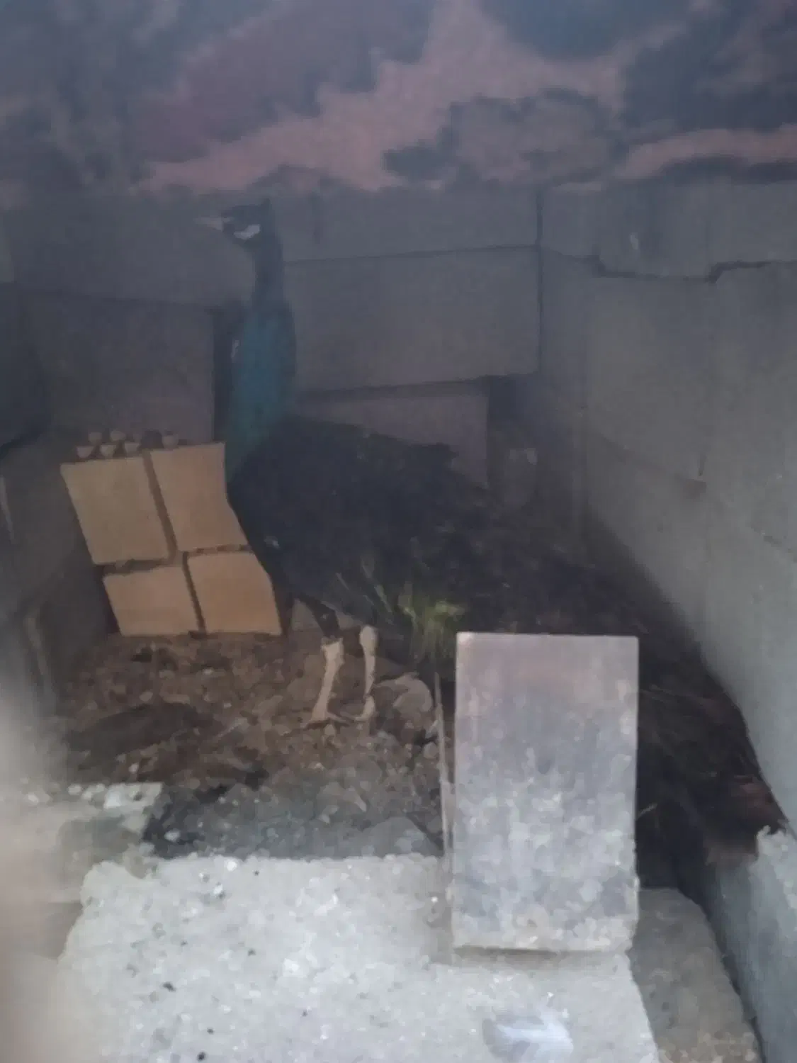 طاووس|پرنده|فرخشهر, |دیوار