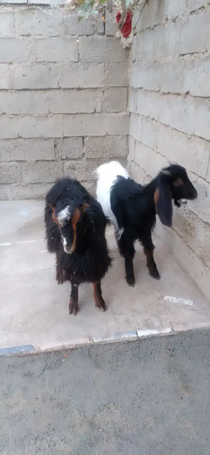 باسلام فروش دو عدد بزغاله سالم وسرحال|حیوانات مزرعه|لیلان, |دیوار