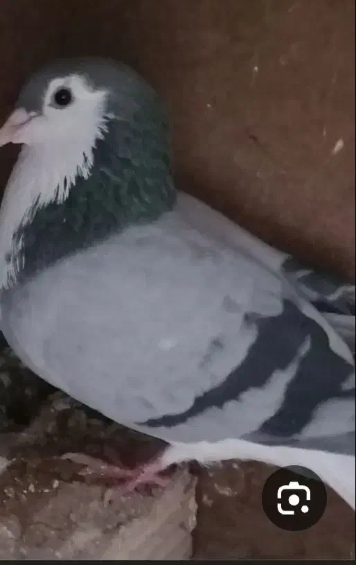 کفتر گمشده|حیوانات|اصفهان, شاهد|دیوار