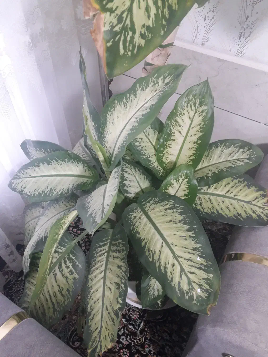 گل دیفن|گل و گیاه طبیعی|گناباد, |دیوار