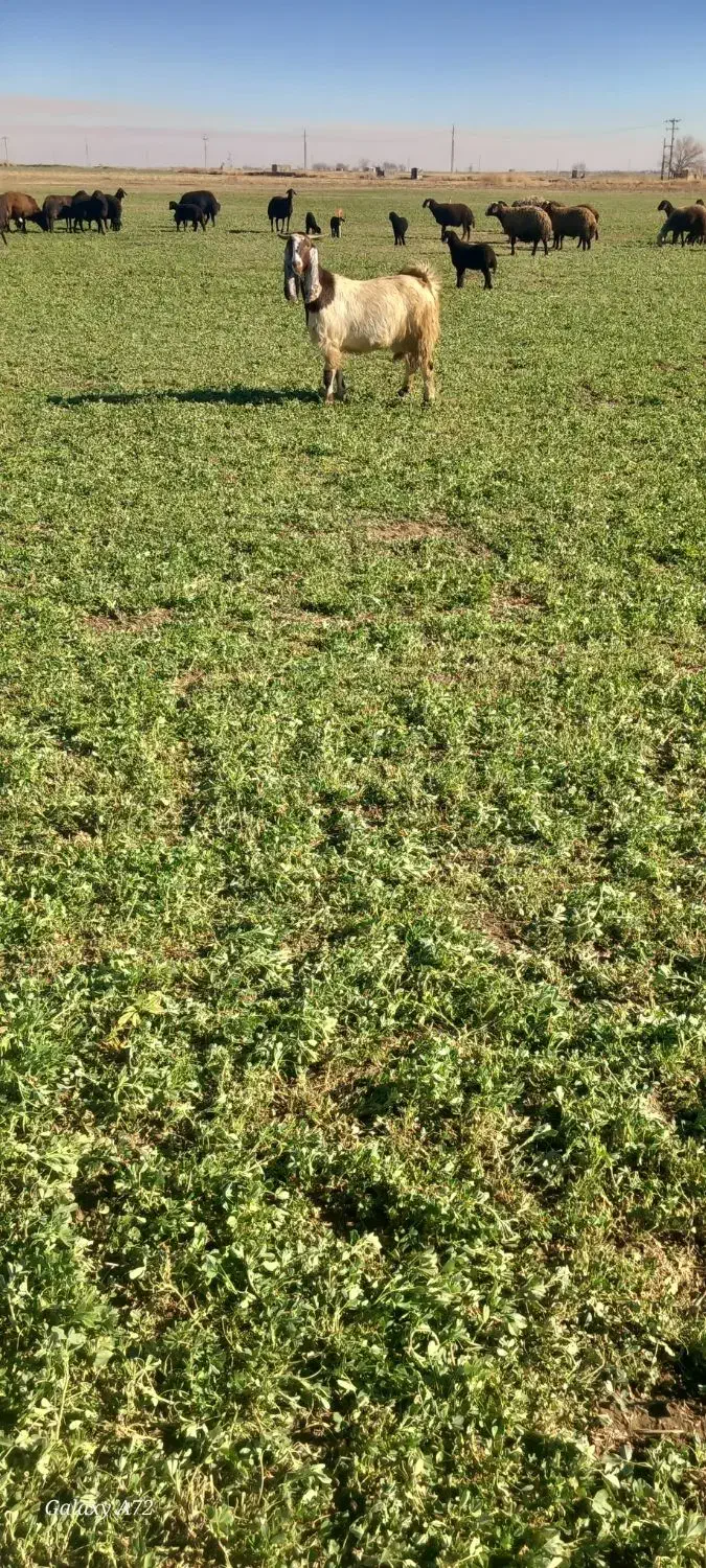 بز پاکستانی اصیل|حیوانات مزرعه|همدان, |دیوار