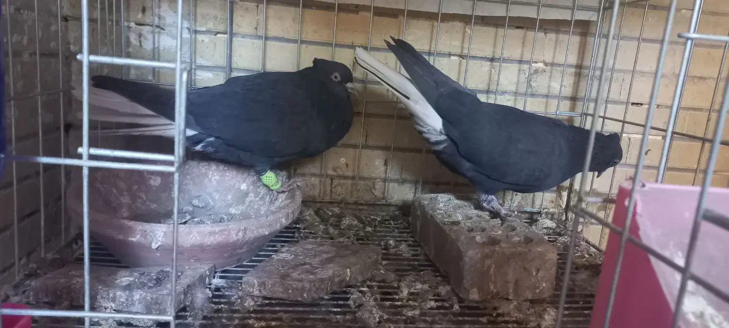 فروش کفتر|پرنده|شاهین‌شهر, خانه کارگر|دیوار