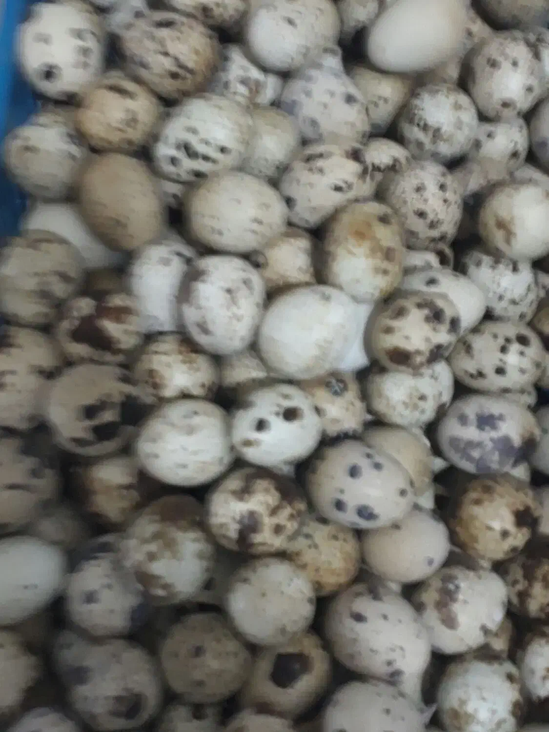 تخم بلدرچین|خوردنی و آشامیدنی|قم, حنیف نژاد|دیوار