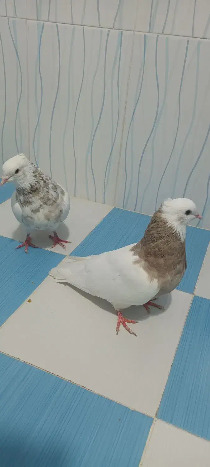 طوقی|پرنده|بهبهان, |دیوار