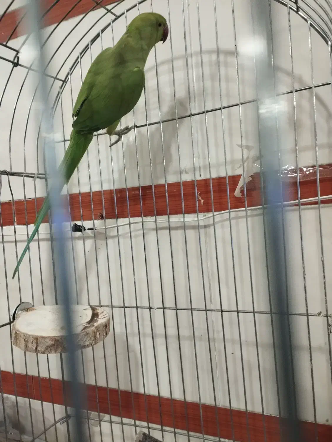 ملنگو|پرنده|نسیم‌شهر, |دیوار