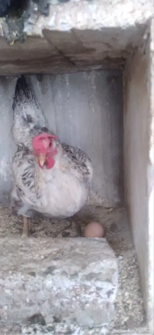 مرغ و خروس|حیوانات مزرعه|قم, دروازه ری|دیوار