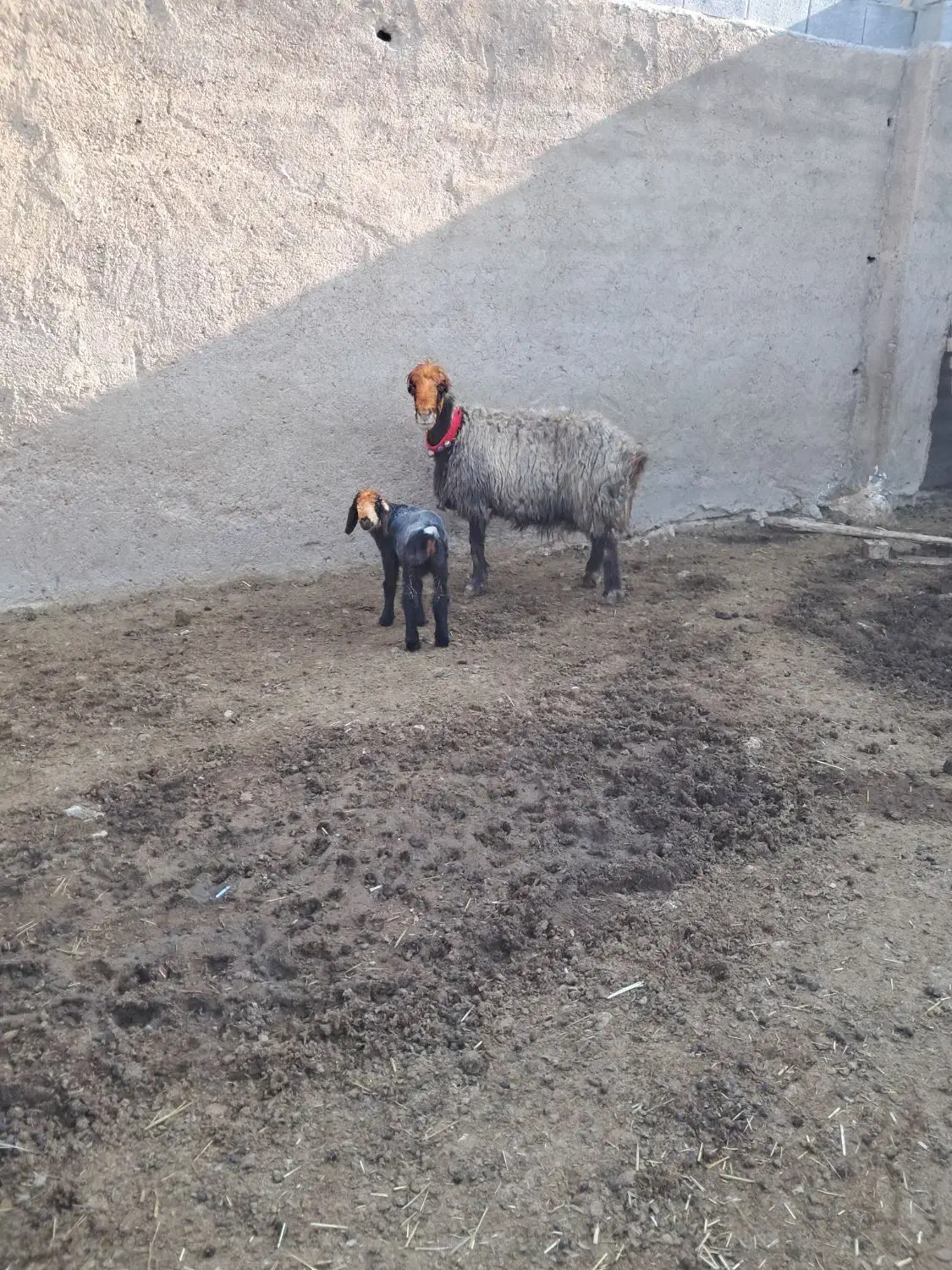 میش کری|حیوانات مزرعه|مرودشت, تخت جمشید|دیوار