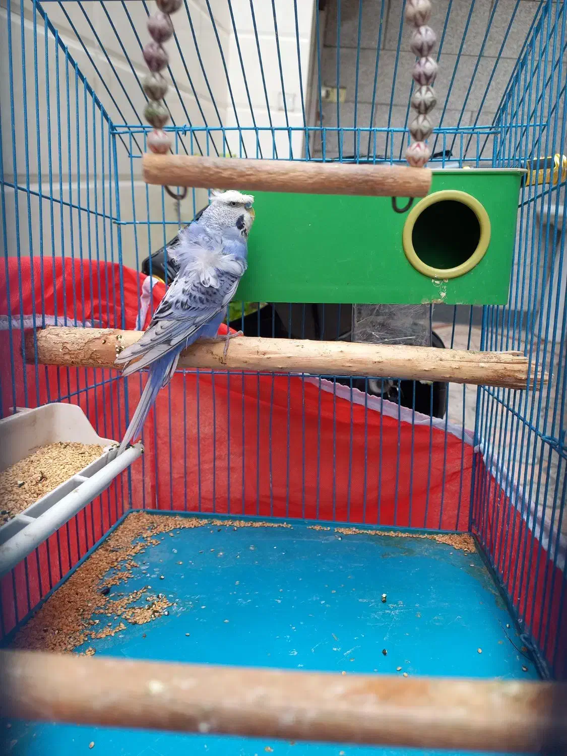 مرغ عشق پروانه ای بنفش|پرنده|دوگنبدان, |دیوار