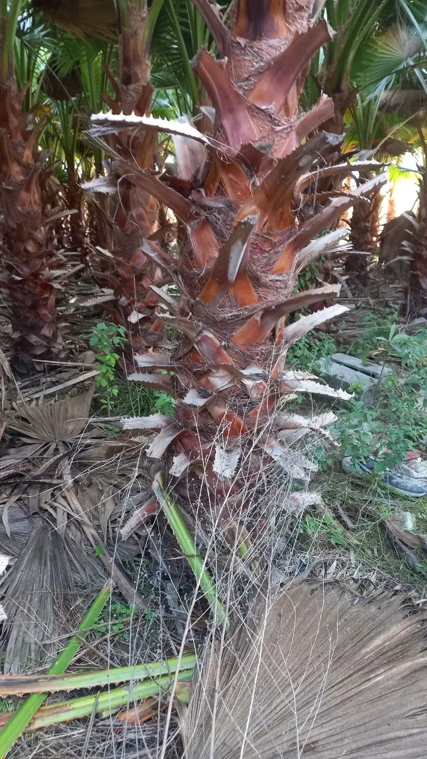 پالم واشنگتن تنه از ۲ متر الی ۳ متر تنه سرخ آناناس|خدمات باغبانی و درختکاری|آمل, |دیوار