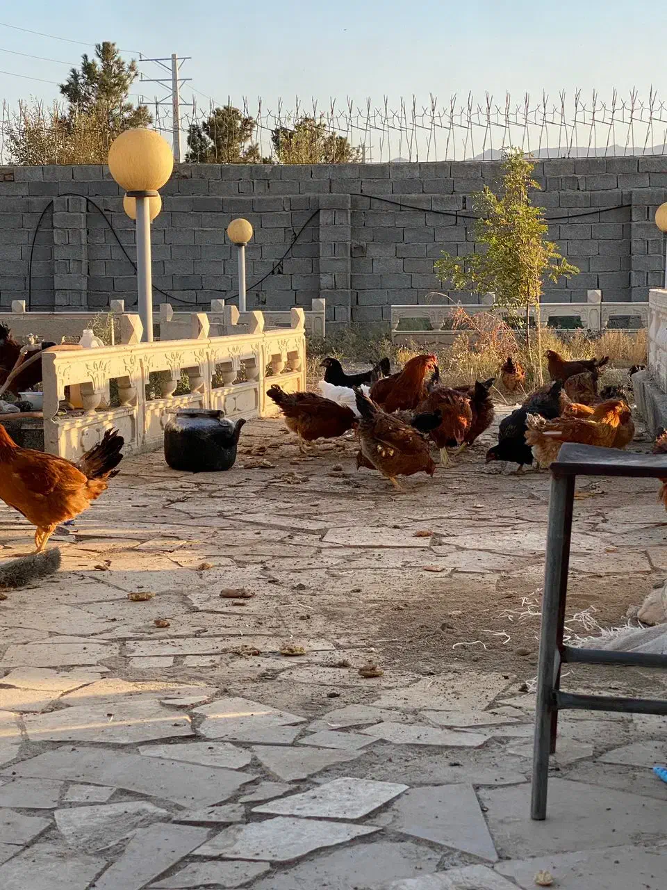 مرغ|حیوانات مزرعه|پلنگ آباد, |دیوار