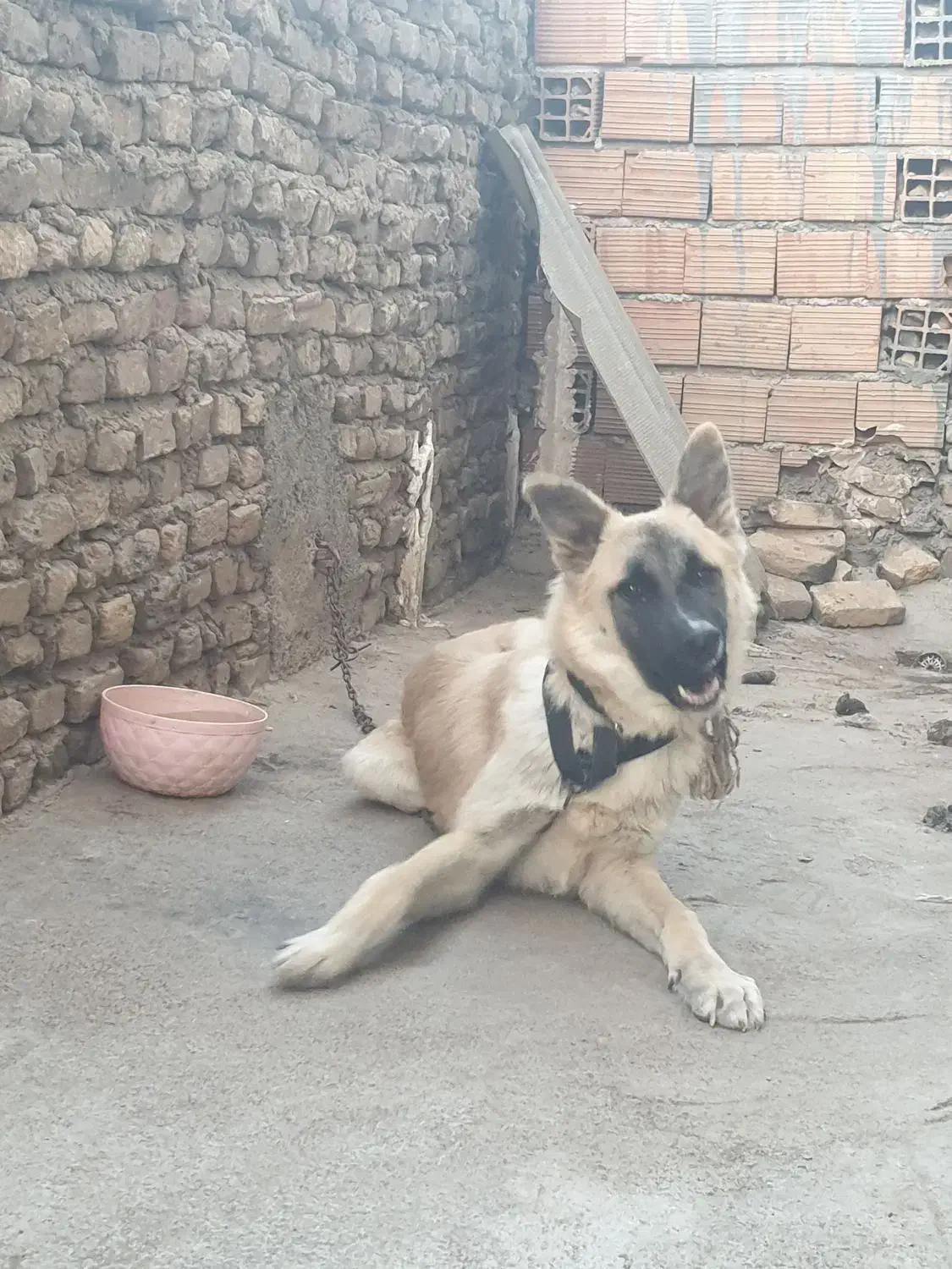 سگ گرگی ۷ ماه|سگ|سنگدوین, |دیوار