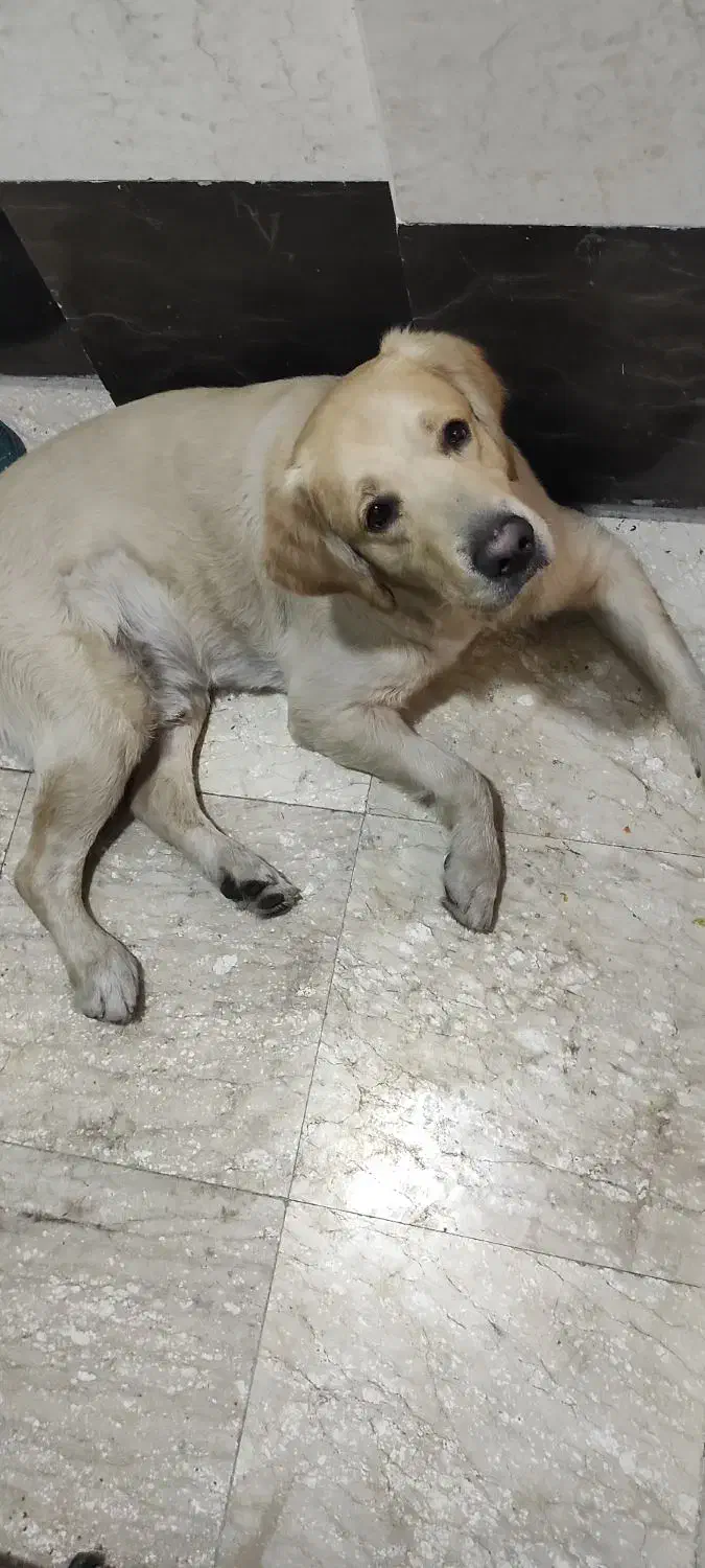 سگ لابرادور رتریور نر واگذار میشود|سگ|تهران, کوی بیمه|دیوار