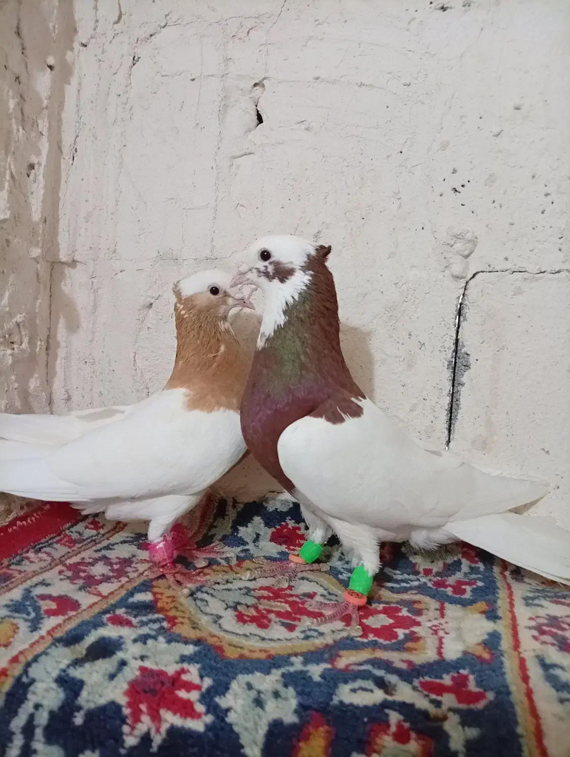 کبوتر|پرنده|مرودشت, ژیان|دیوار