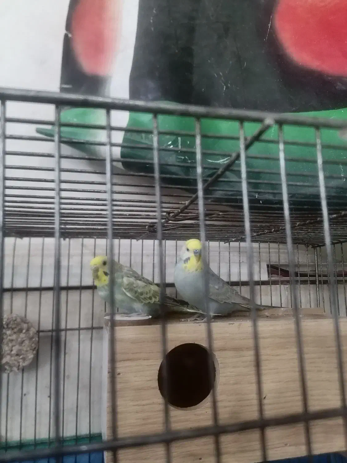 مرد عشق پرنده|پرنده|قم, علی آباد سعدگان|دیوار