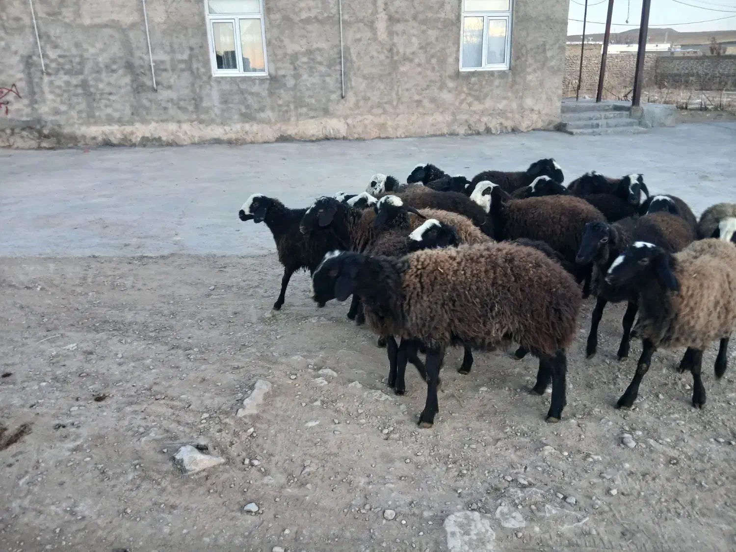 بره نر ماده دشتی|حیوانات مزرعه|دوتپه, |دیوار