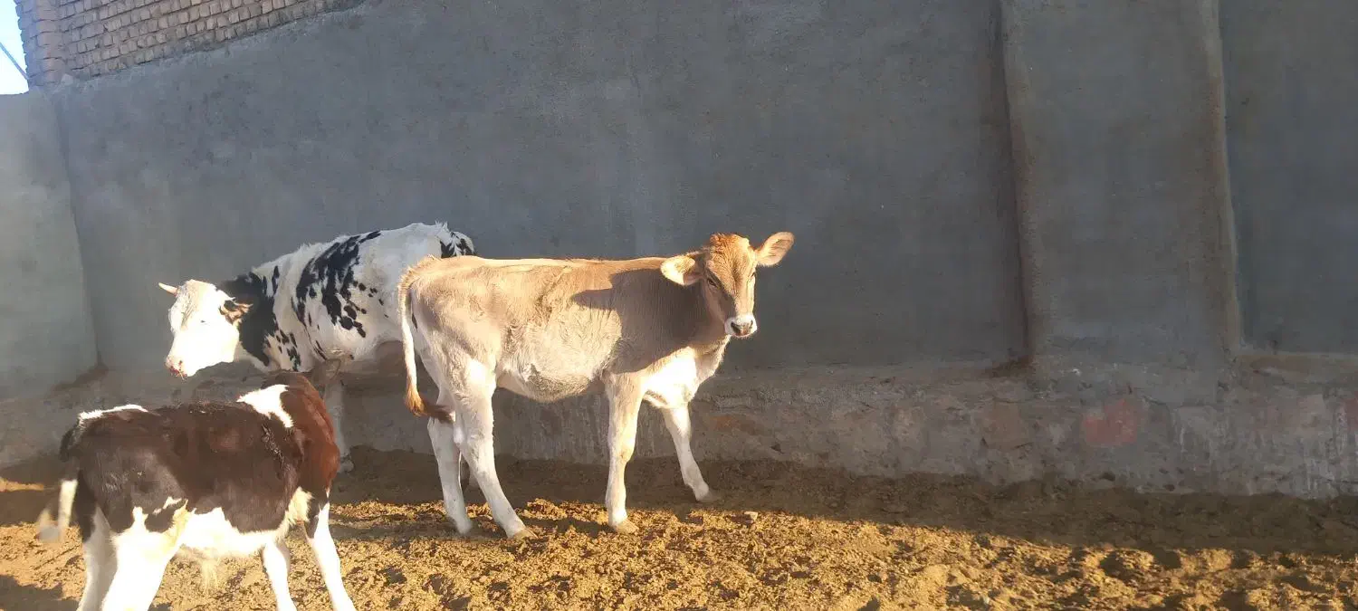 گوساله و گاو شیری|حیوانات مزرعه|باشتین, |دیوار