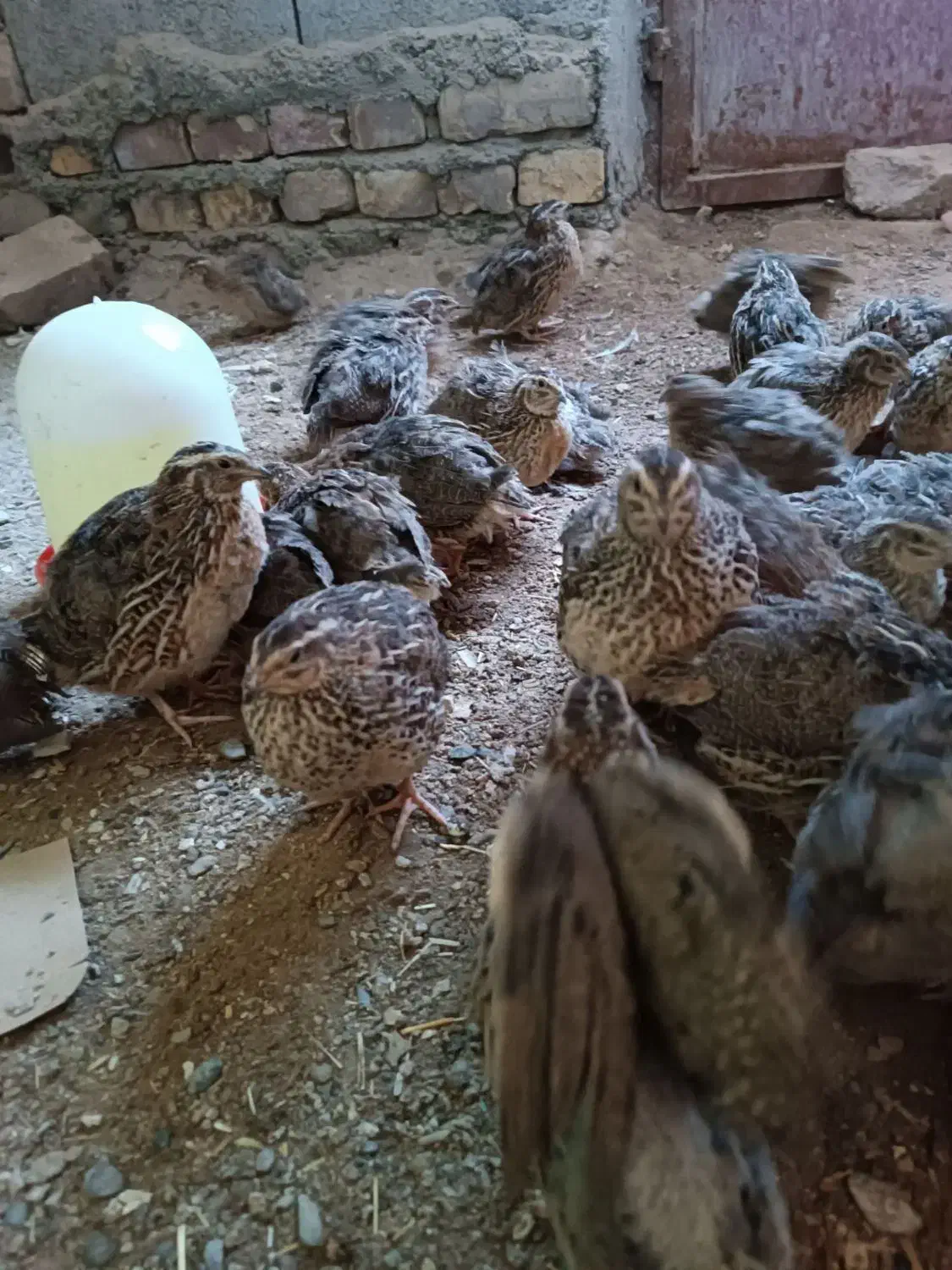 بلدرچین|حیوانات مزرعه|نیمروز, |دیوار