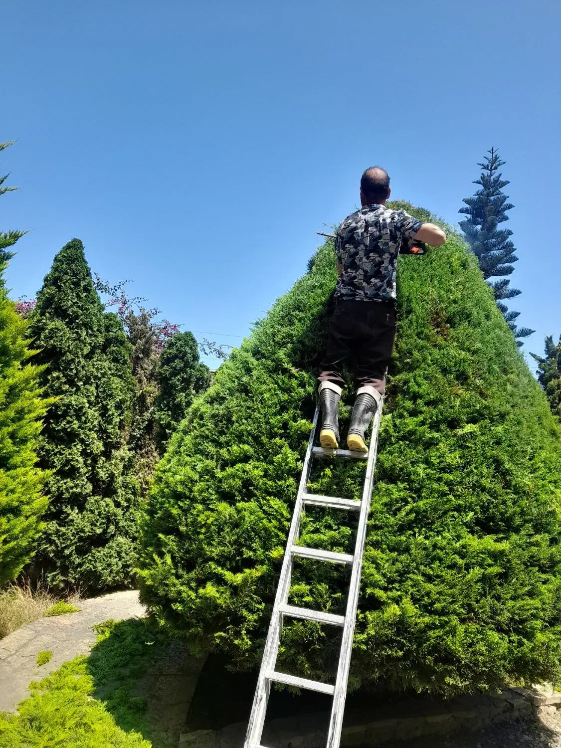 باغبانی و هرس لاوسون و درختان|خدمات باغبانی و درختکاری|دابودشت, |دیوار