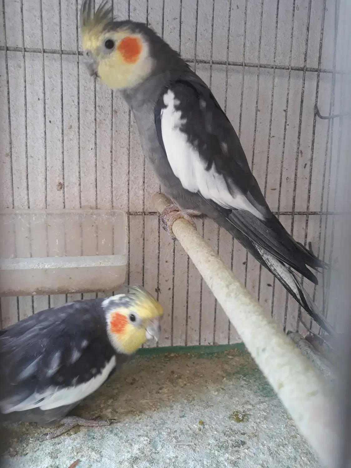 طوطی|پرنده|رشت, حمیدیان|دیوار