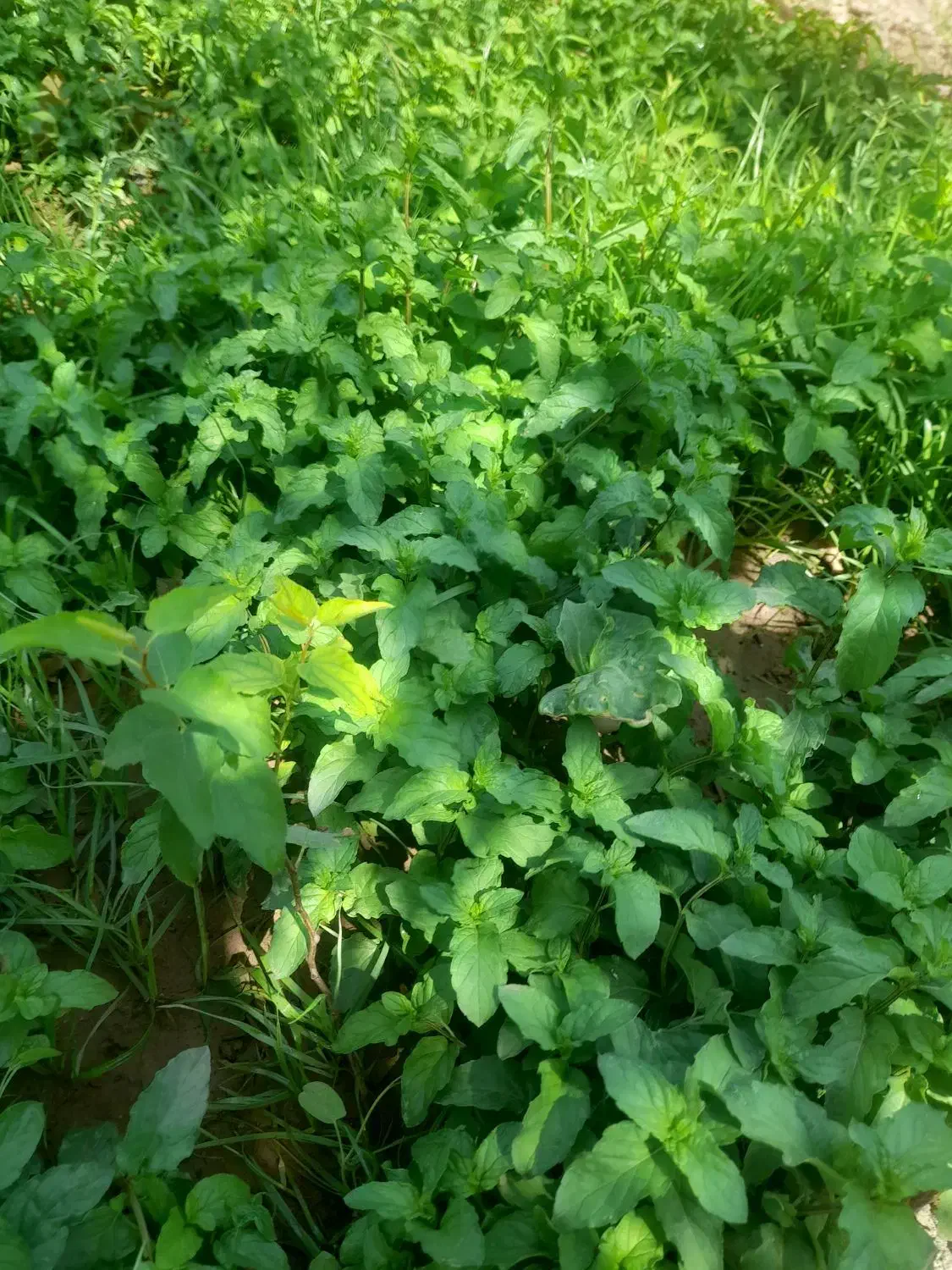 نهال زرشک وعناب|گل و گیاه طبیعی|قائن, |دیوار