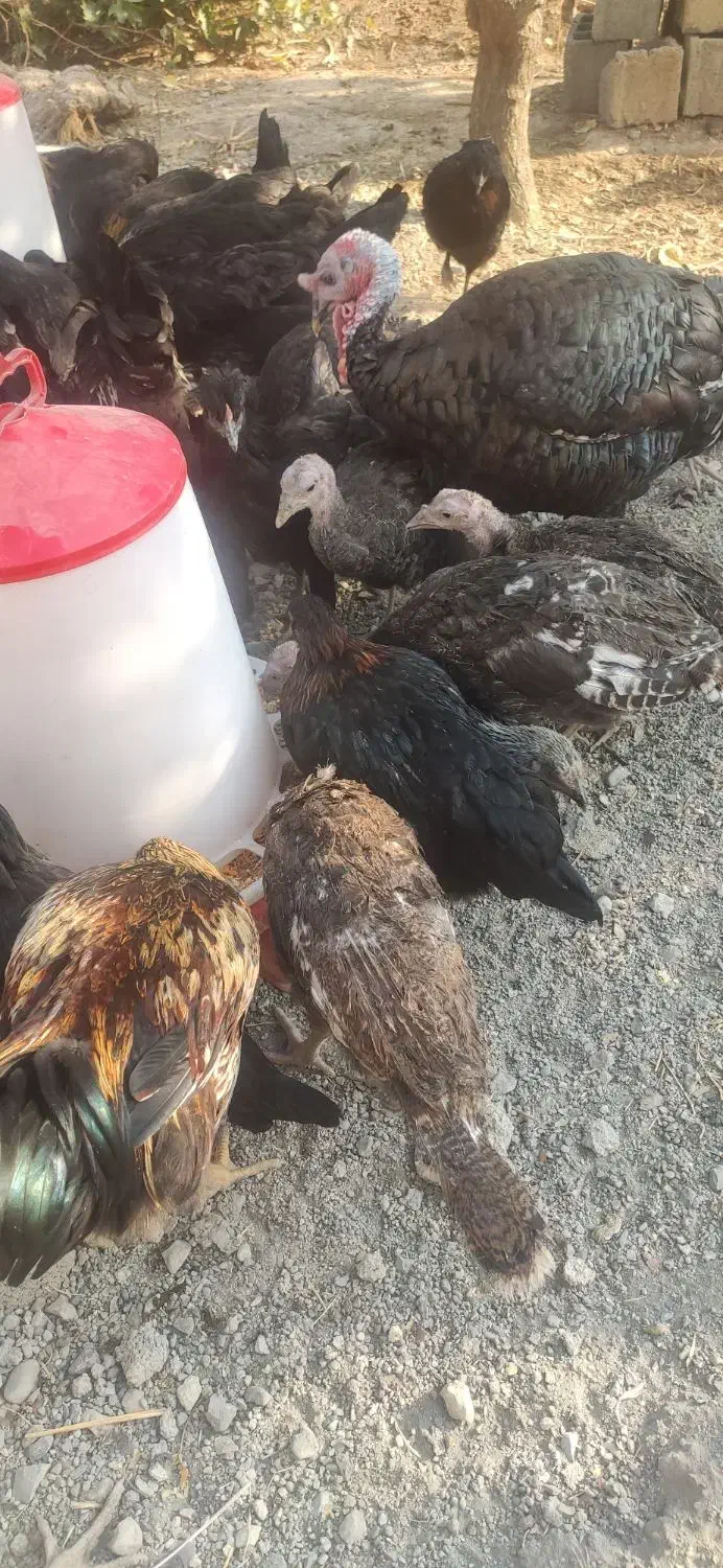 ۲۰ عدمرغ قلم سبز آماده تخم گذاری|حیوانات مزرعه|شاهدشهر, |دیوار