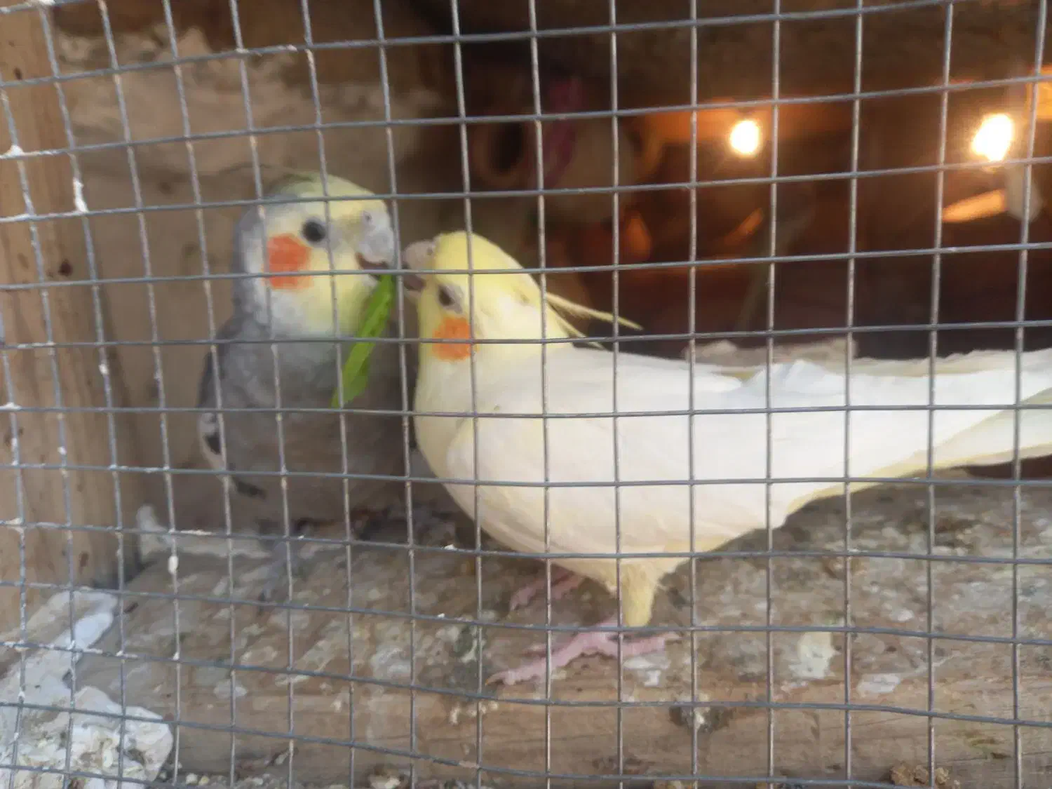 دوجفت عروس هلندی رام|پرنده|مهرستان, |دیوار