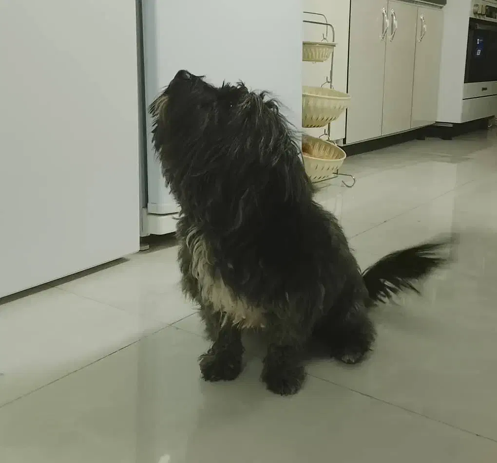 شیتزو نر 3 ساله رنگ خاص|سگ|کرمان, |دیوار