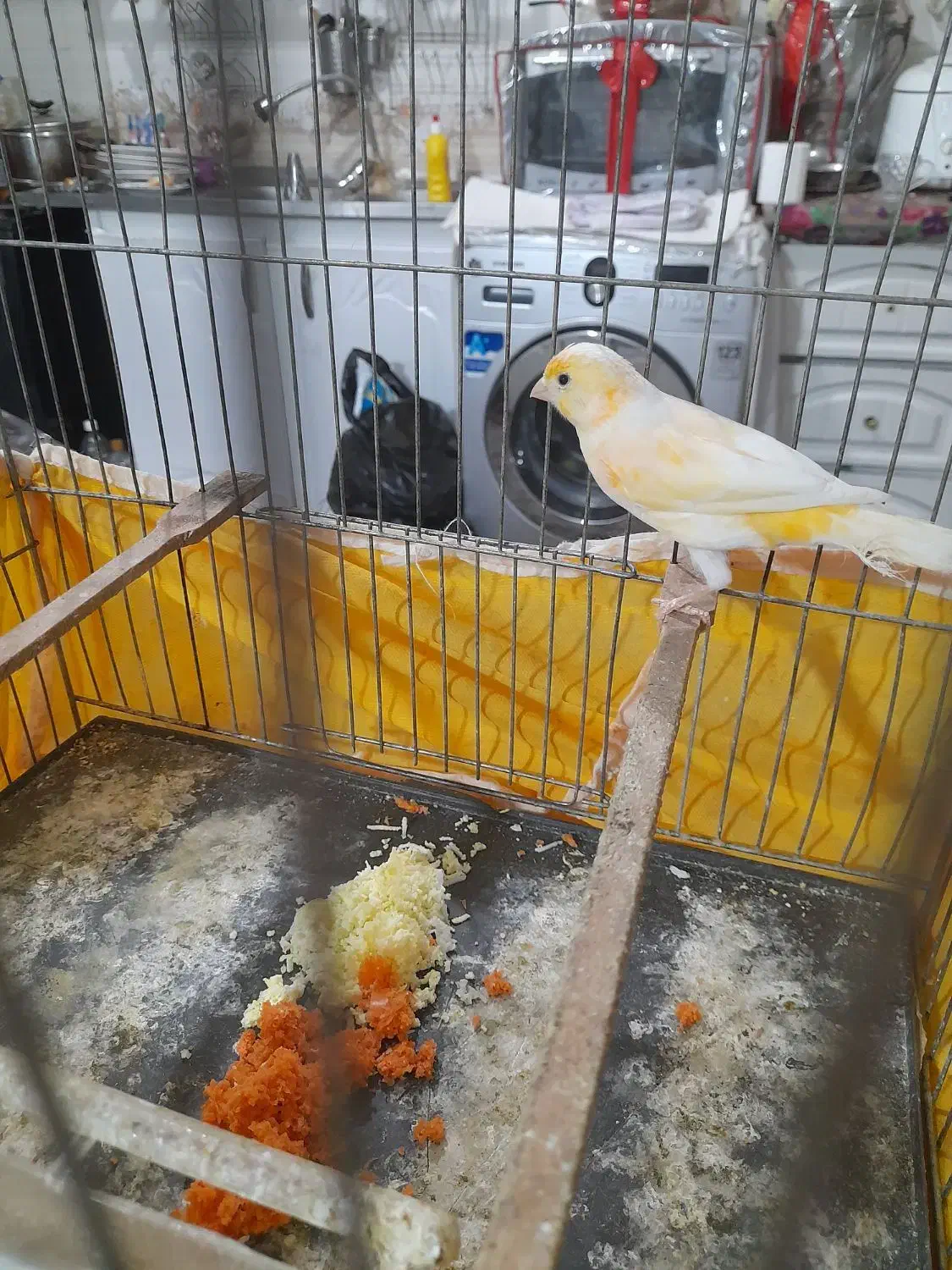 قناری موزایکی|پرنده|قم, شهرک فاطمیه|دیوار